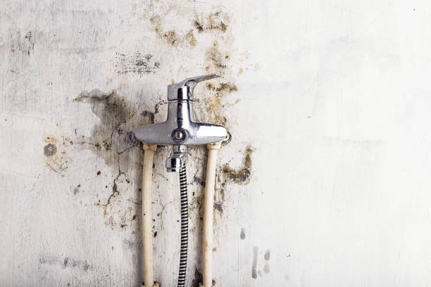 Best Mold Removal Near Me  in Stanley, WI