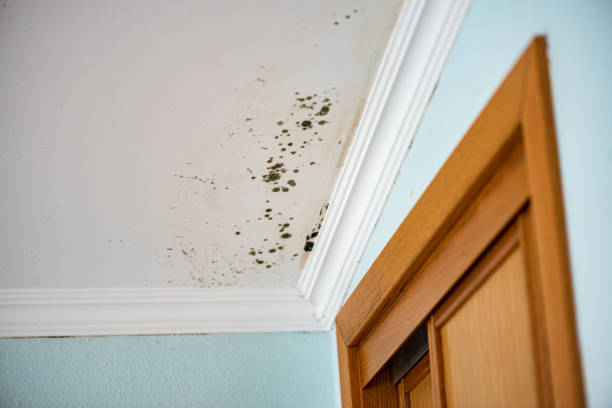 Best Professional Mold Removal  in Stanley, WI