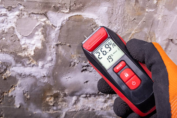 Best Mold Removal Company Near Me  in Stanley, WI