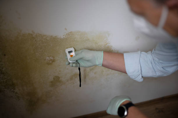 Best Mold Testing  in Stanley, WI