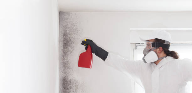 Best Mold Testing and Removal  in Stanley, WI
