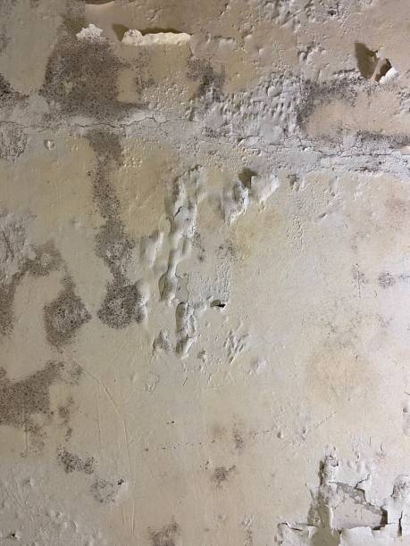 Best Toxic Mold Removal  in Stanley, WI
