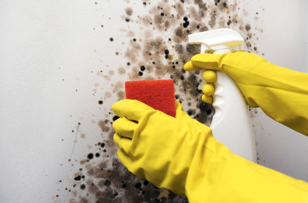 Best Office Mold Removal Services  in Stanley, WI