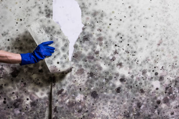 Best Local Mold Removal Service  in Stanley, WI