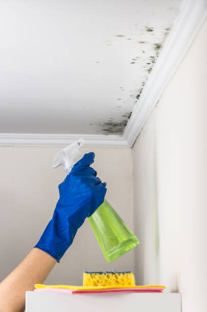 Best Residential Mold Removal  in Stanley, WI
