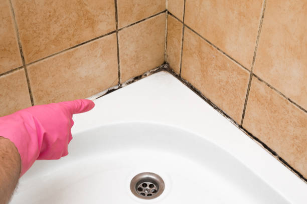 Best Mold Testing  in Stanley, WI